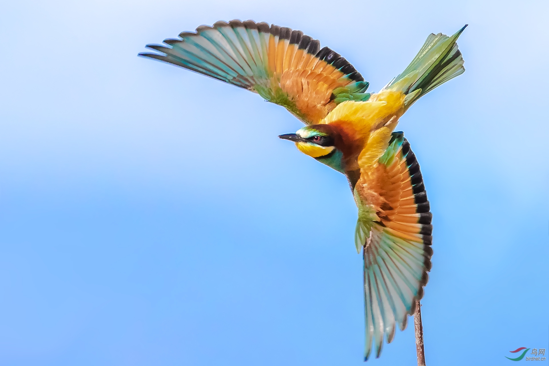 论坛 69 鸟网特区 69 vip版 69 黄喉蜂虎