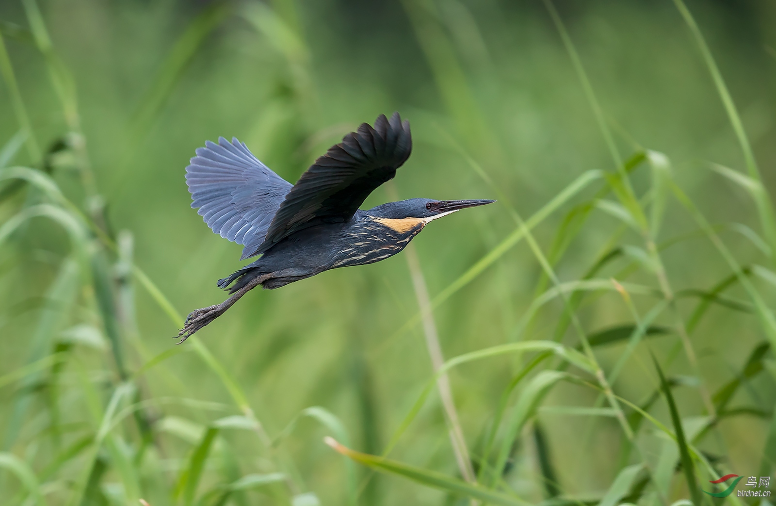 黑葦鳽