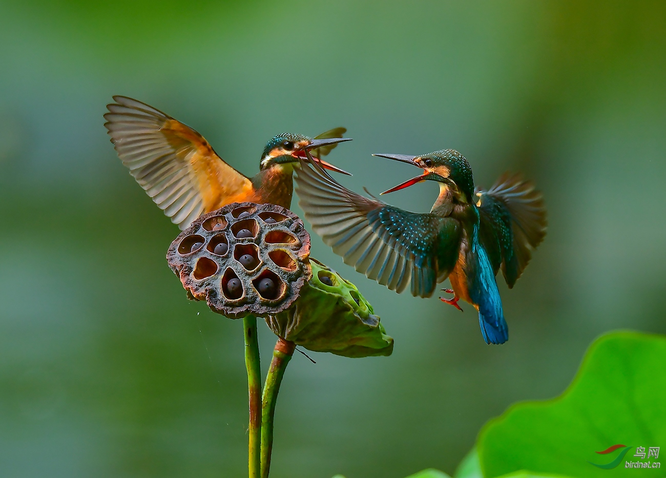 两只翠鸟祝贺荣获首页鸟类精华