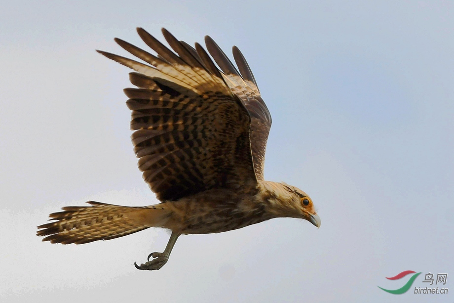 哥斯达黎加拍鸟之黄头叫隼