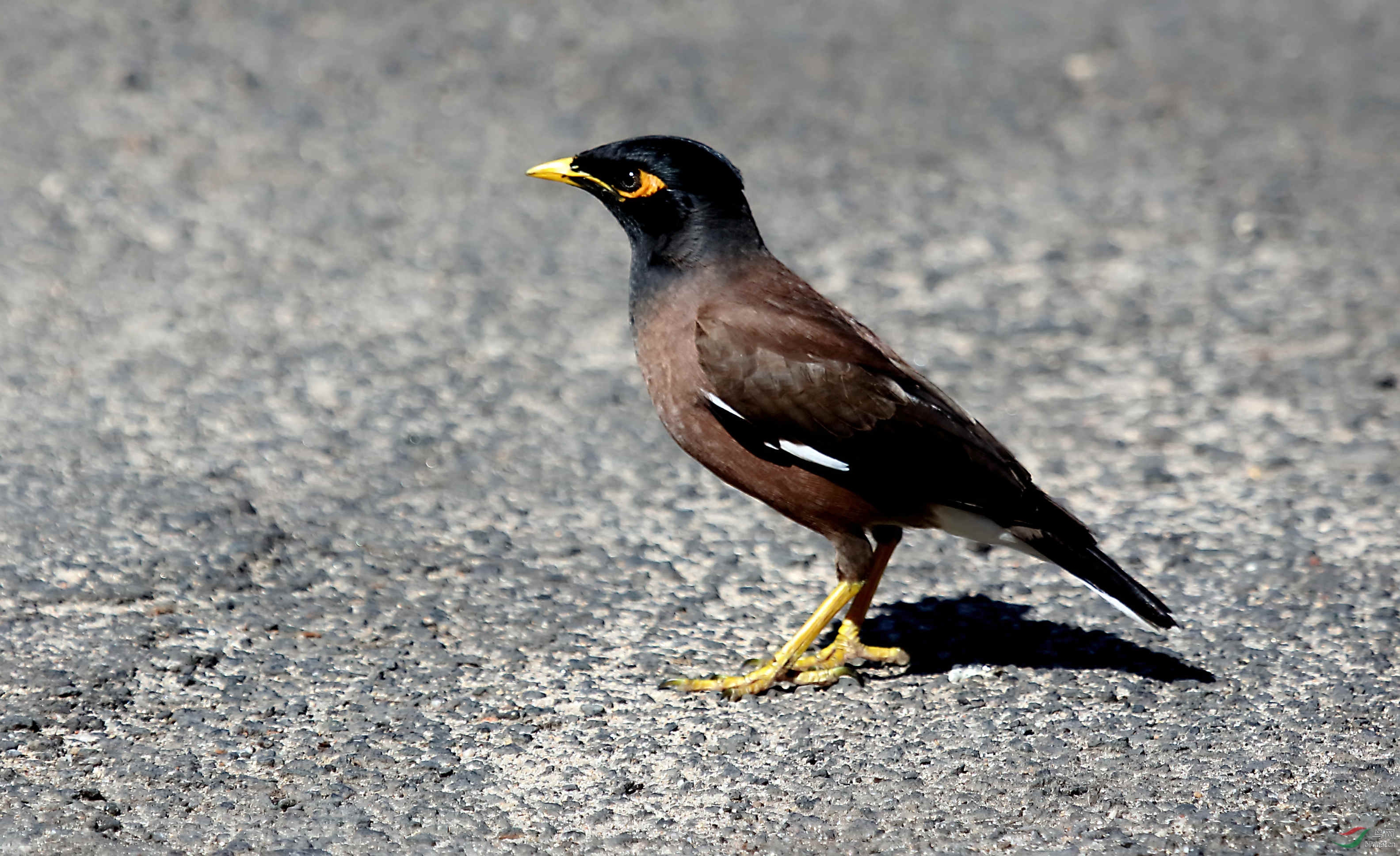 行摄澳洲黄眉椋鸟
