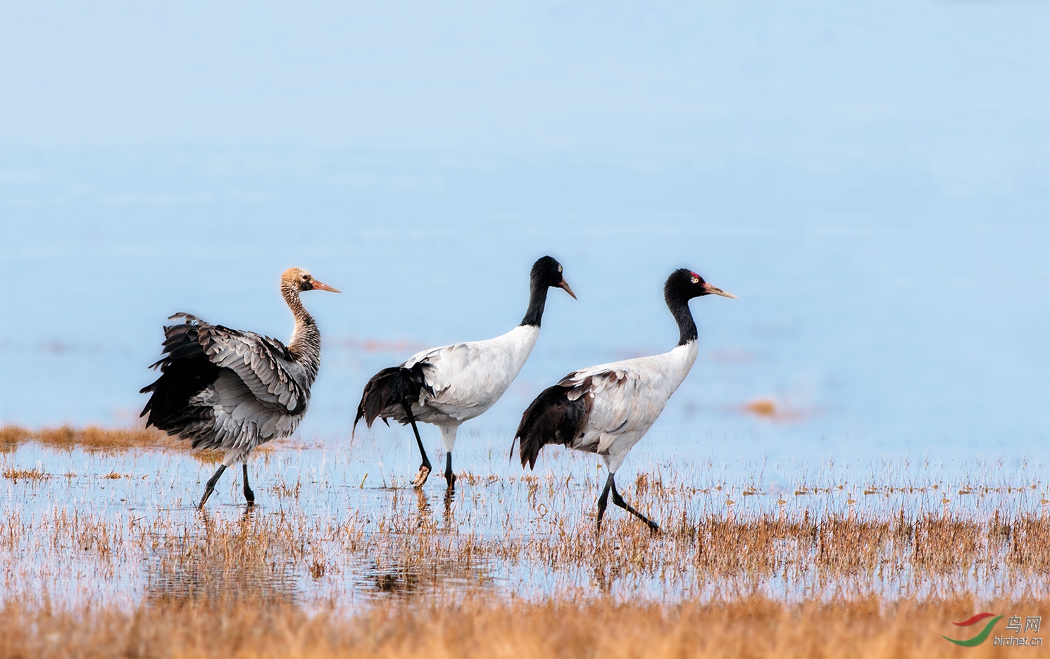 青海湖畔的黑颈鹤一家