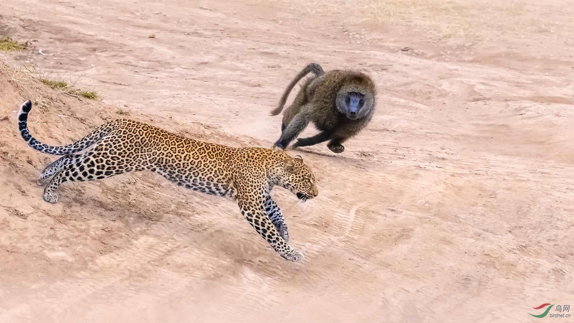 狒狒驱赶花豹尼康d850拍摄祝贺佳作荣获动物精华