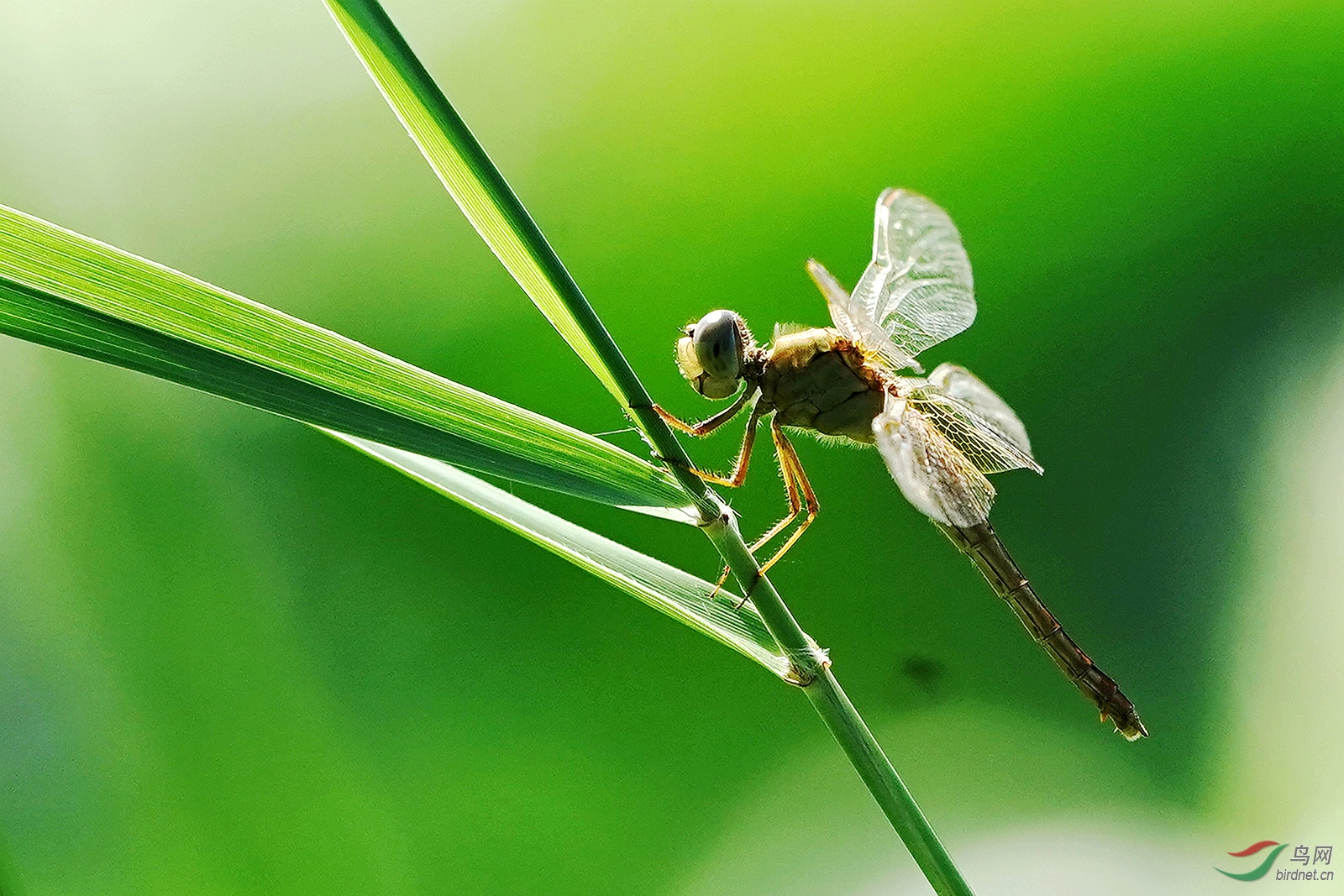 蜻蜓.jpg