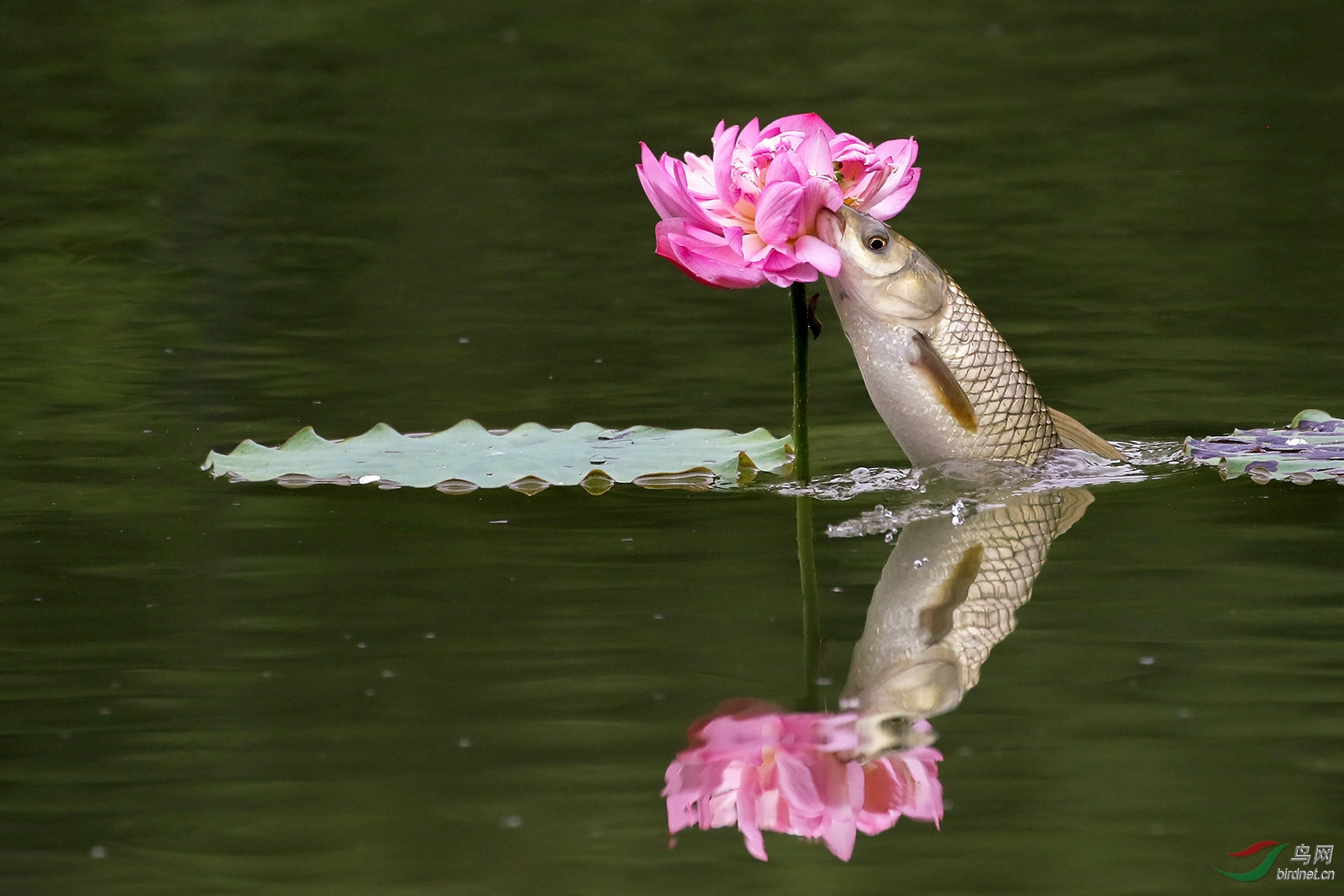 近期网红 鱼跳花美
