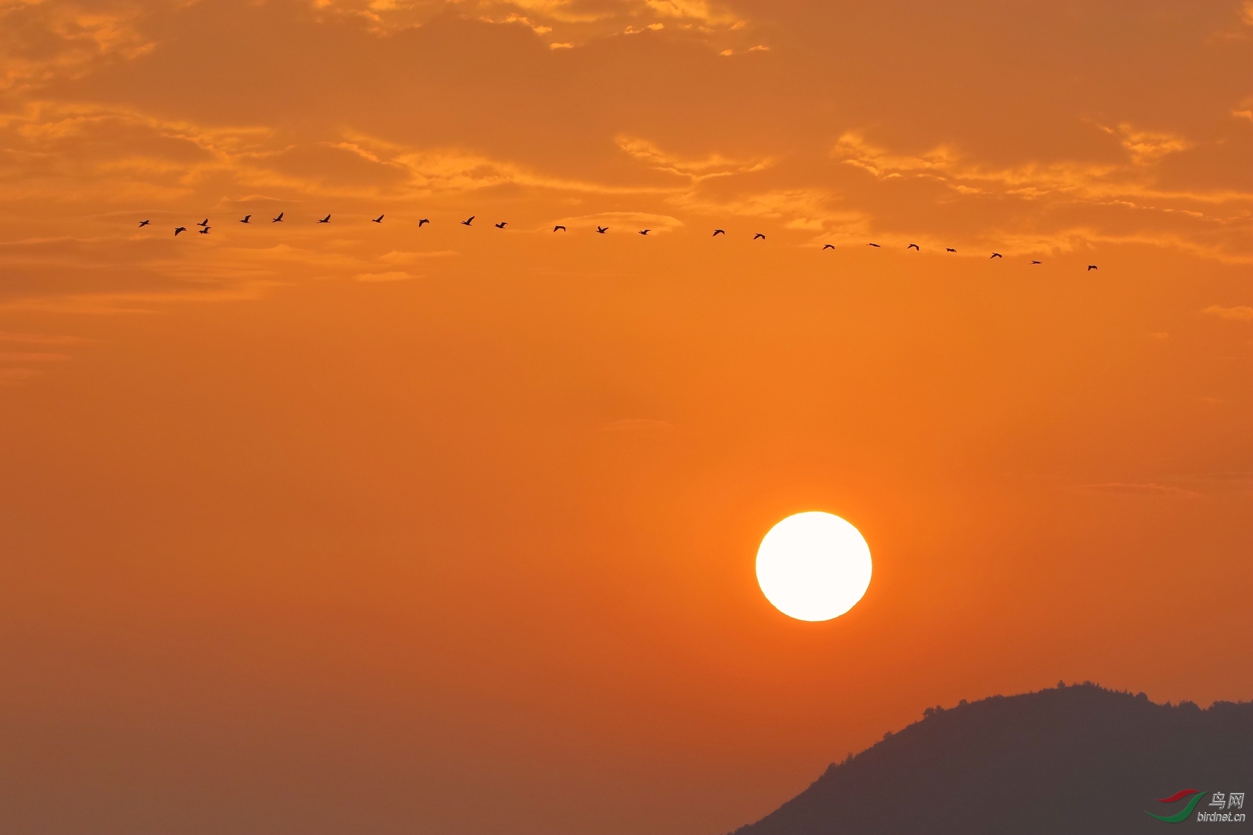 一轮朝日出,一行鸬鹚来!