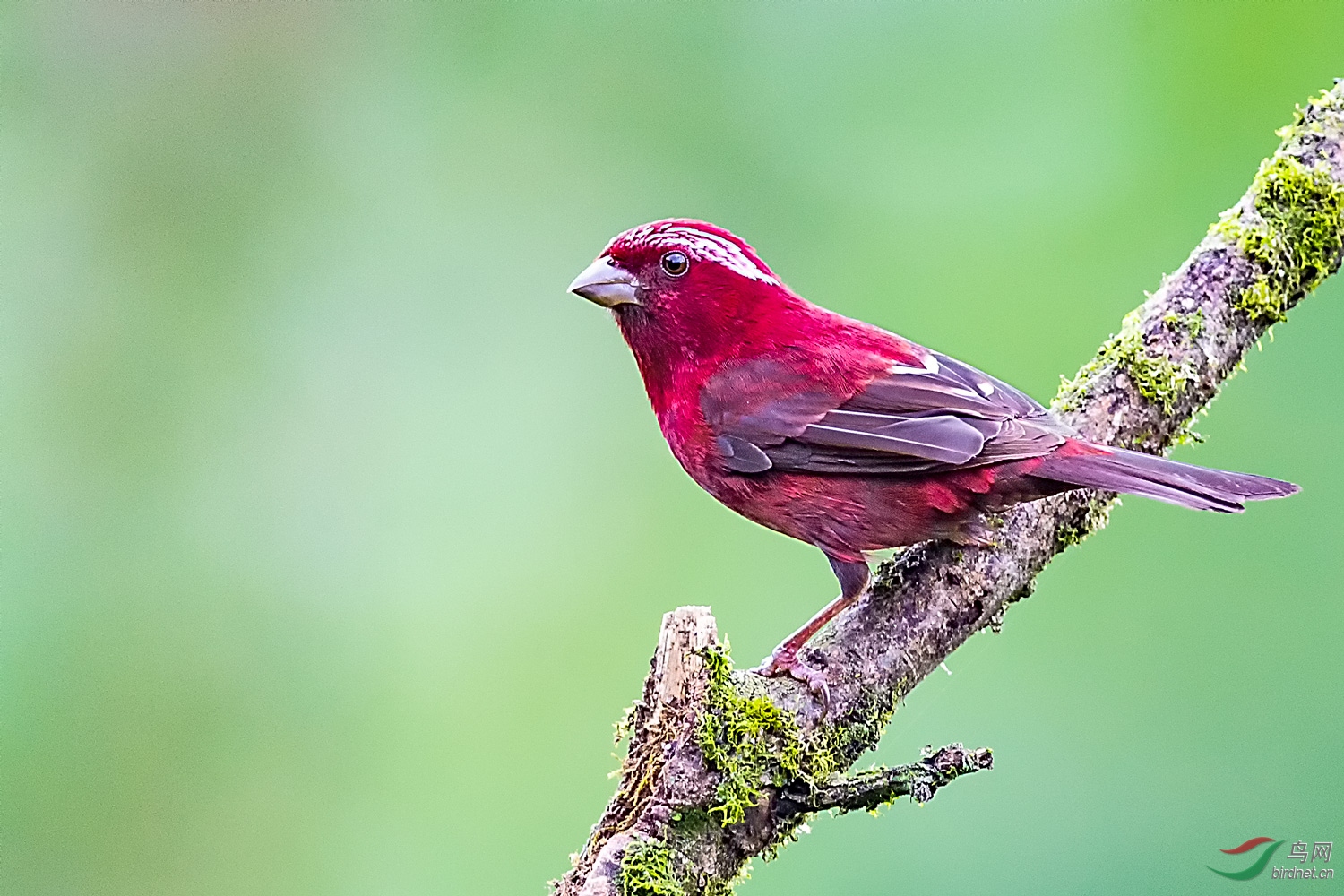 酒红朱雀(祝贺荣获首页鸟类精华!