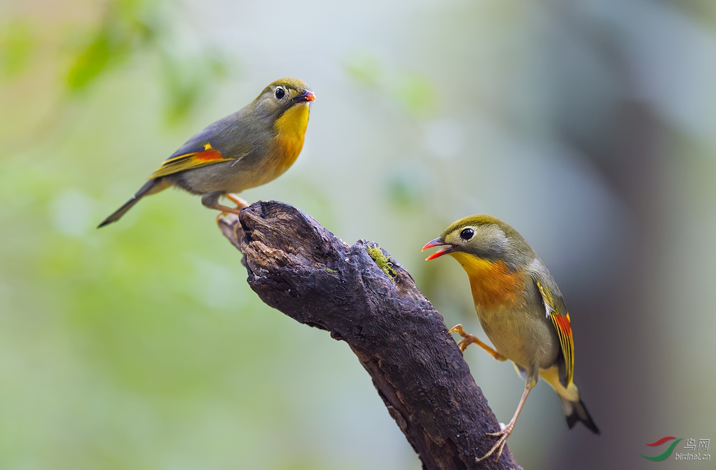 红嘴相思鸟恩爱的小夫妻