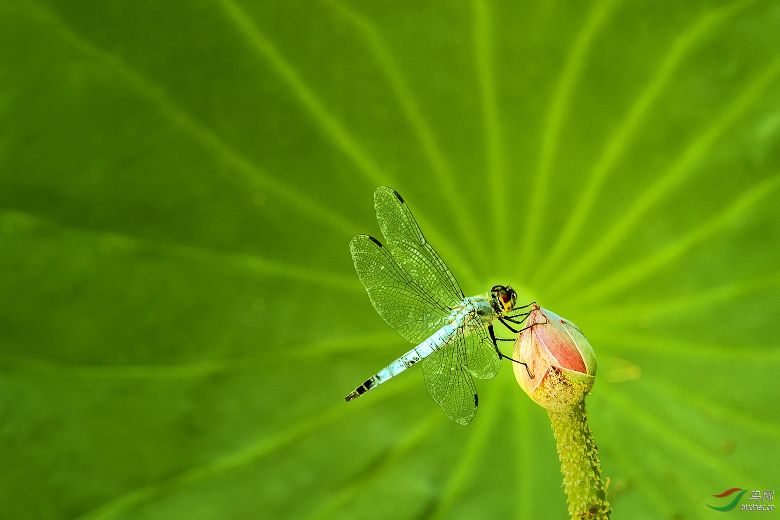 蜻蜓~荷花