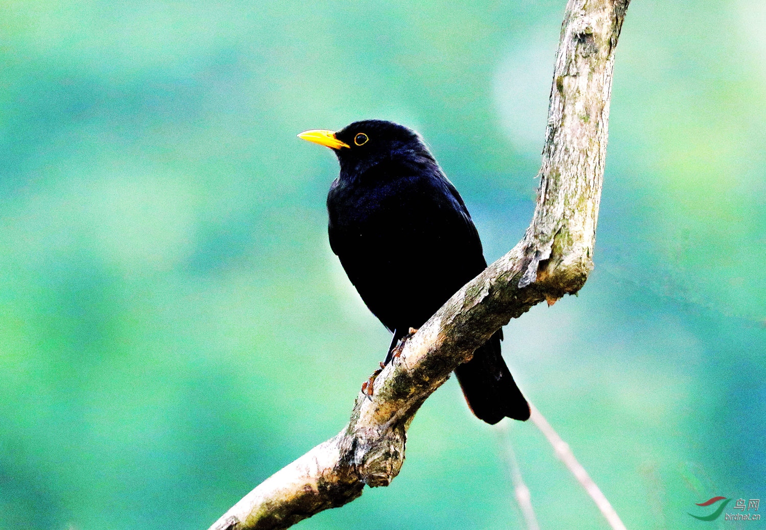 "黑袍牧师" - 海南版 hainan 鸟网