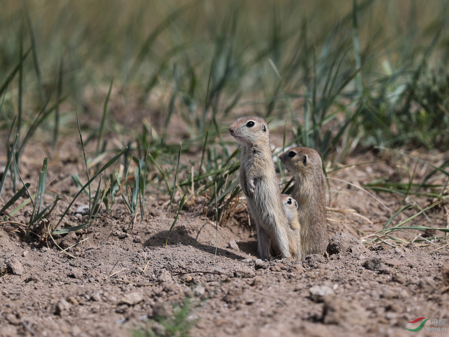 一组"大眼贼",可爱的小家伙们 - 内蒙古版 neimenggu 鸟网