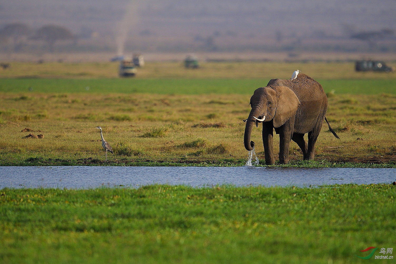 非洲大象卷鼻子吸水