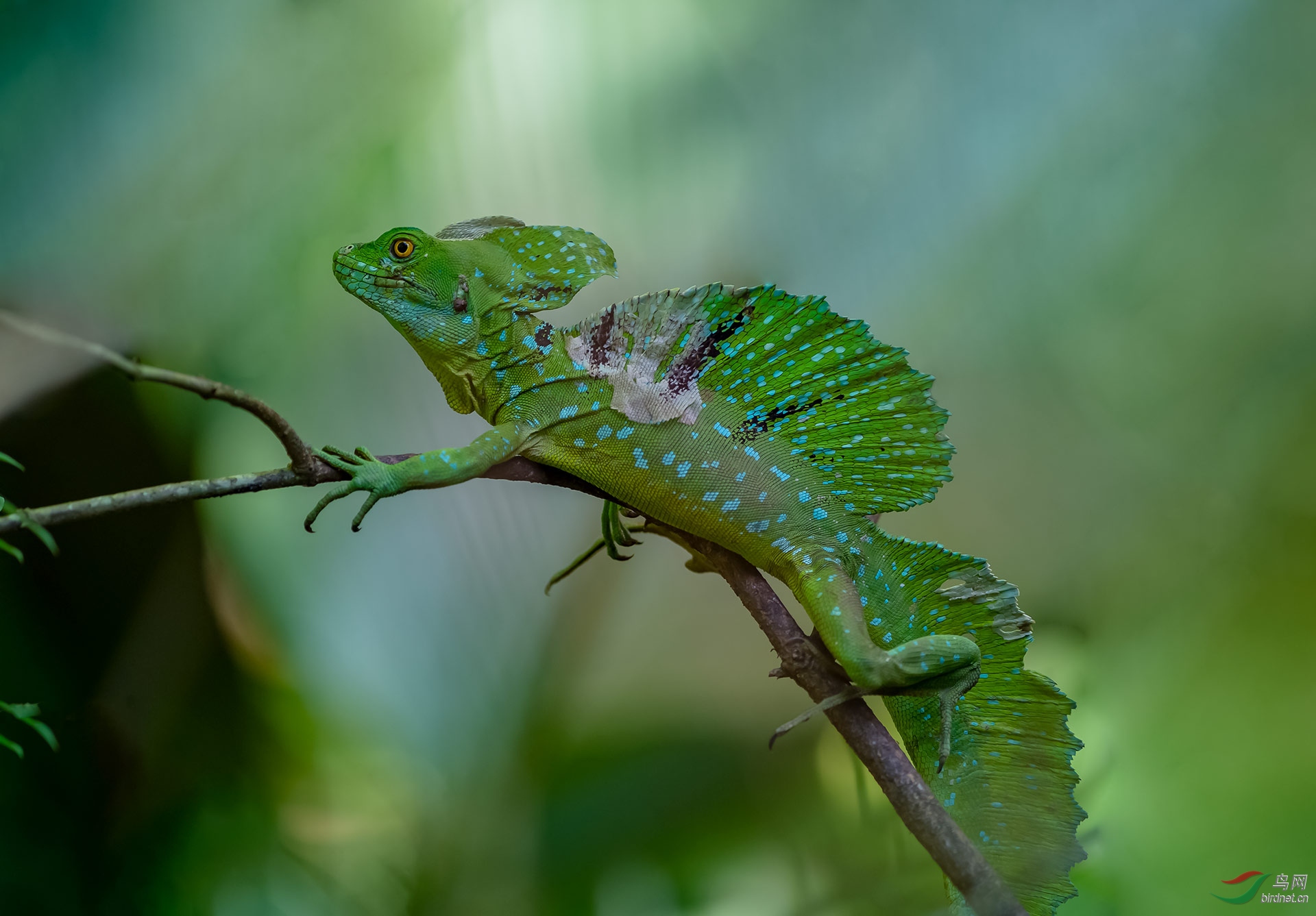 美洲变色龙(贺获首页精华!