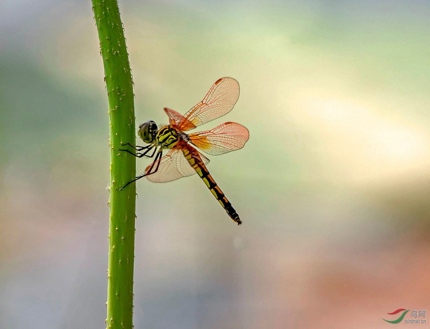荷叶杆上蜻蜒舞