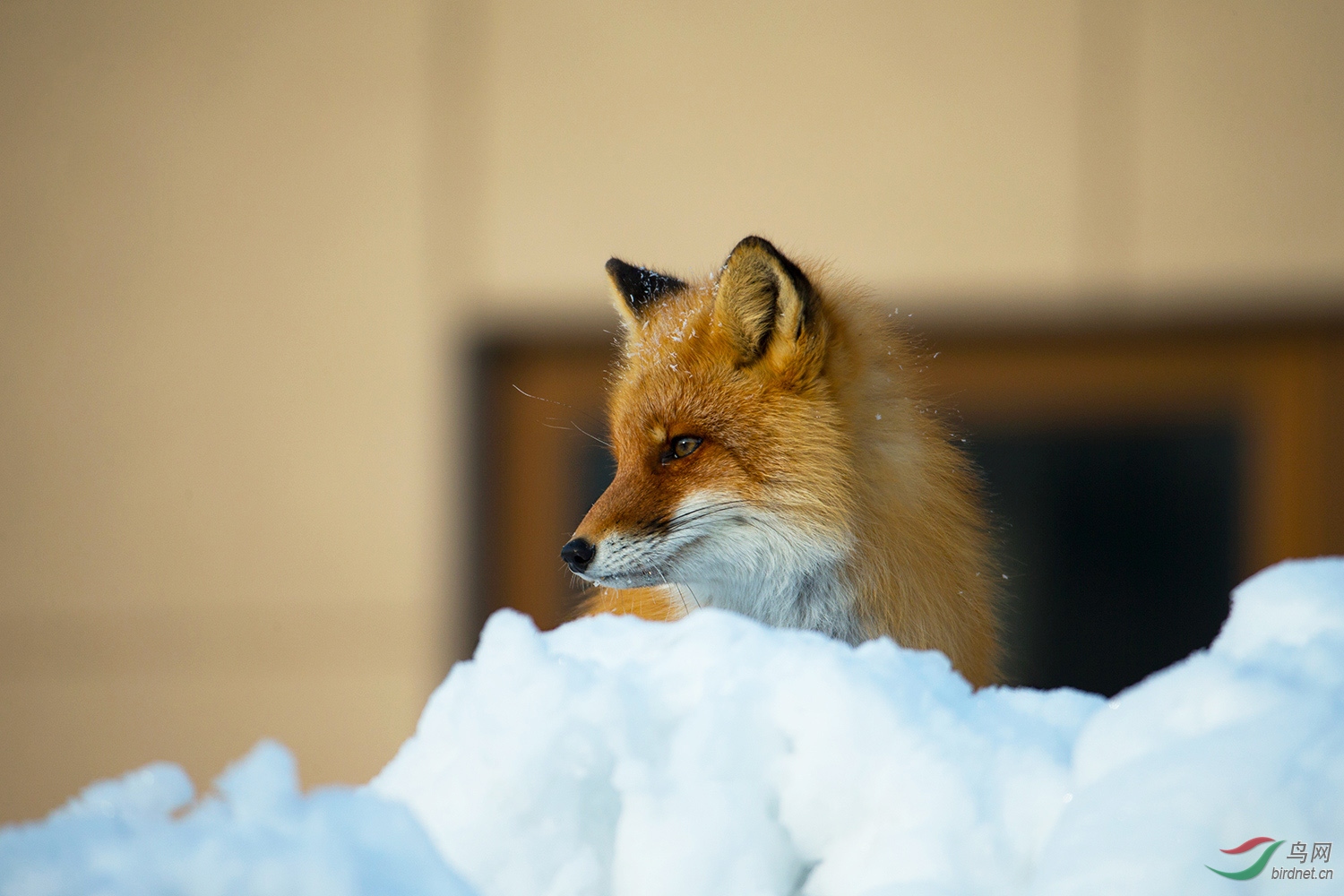 降温贴——北海道赤狐(一)