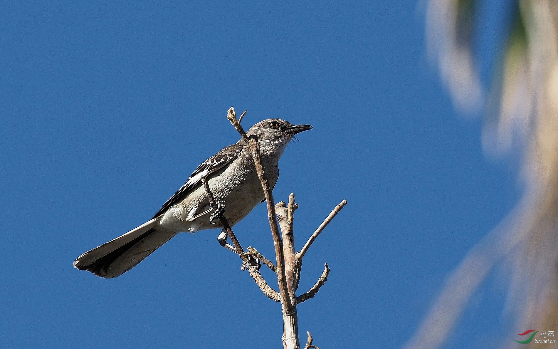 站得高,看得远——小嘲鸫!