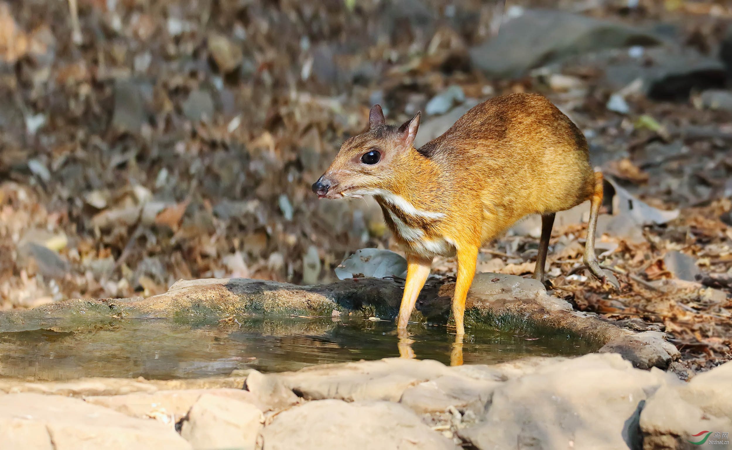 【赤麂(黄猄)】~~~谢谢浏览!
