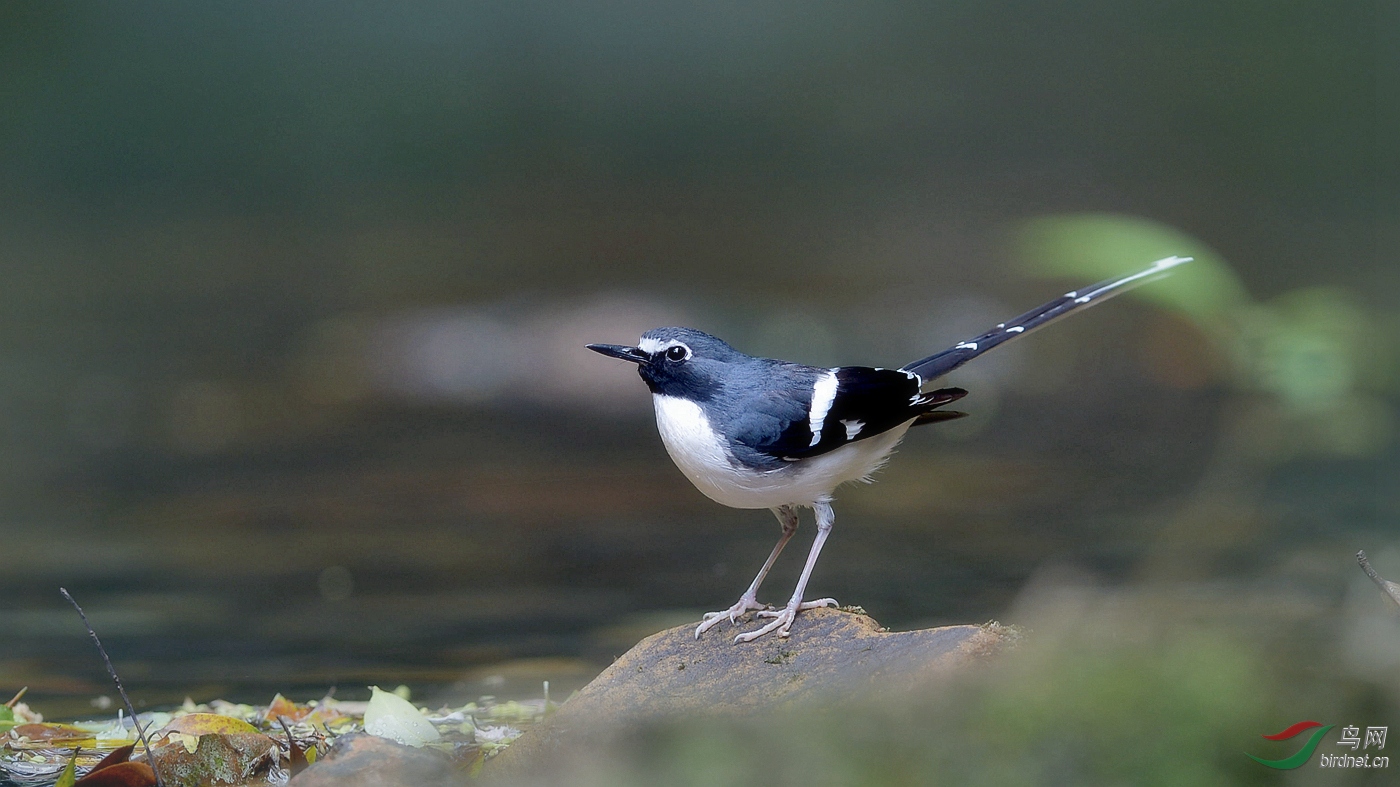 萌萌的灰背燕尾