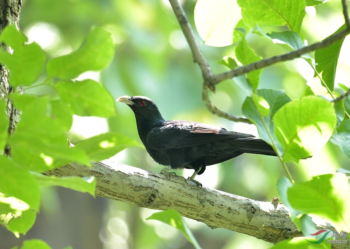 核桃树上的大鸟
