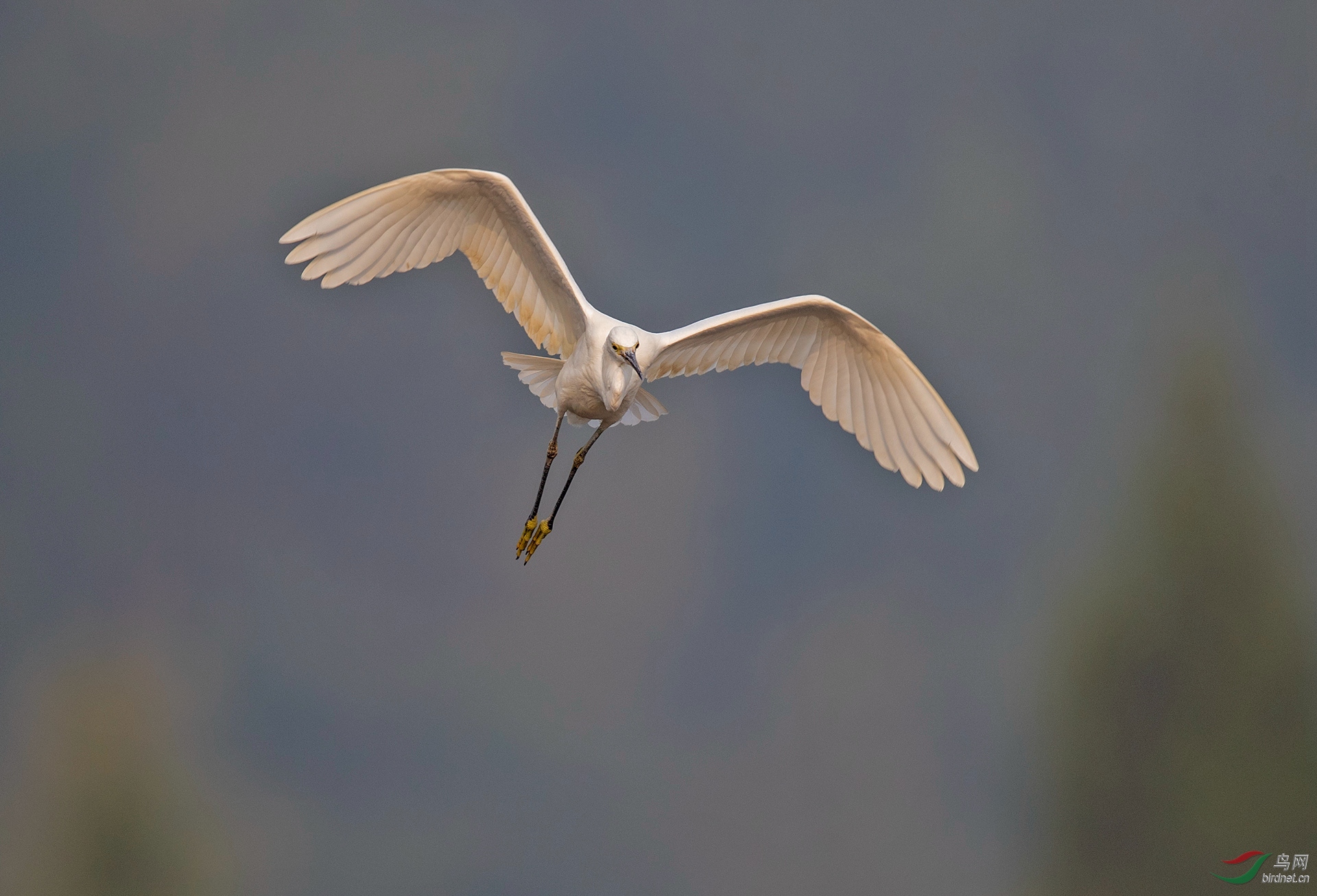 白鹭飞4.jpg