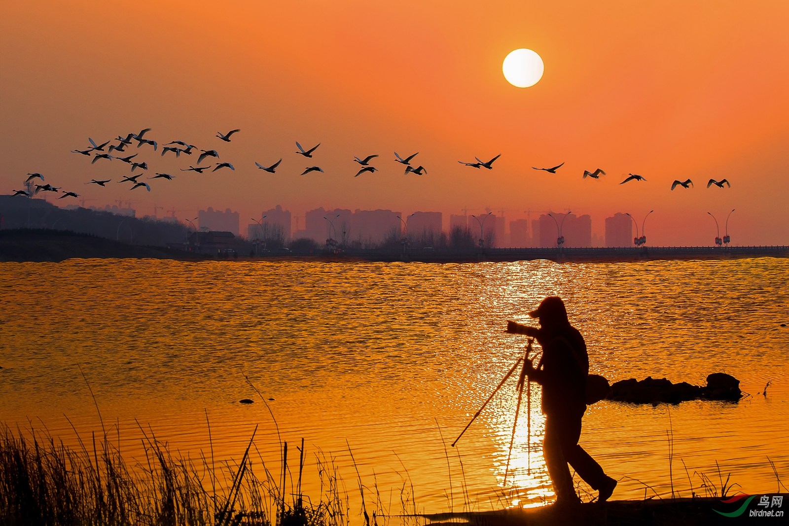 浮沱河畔拍鸟人