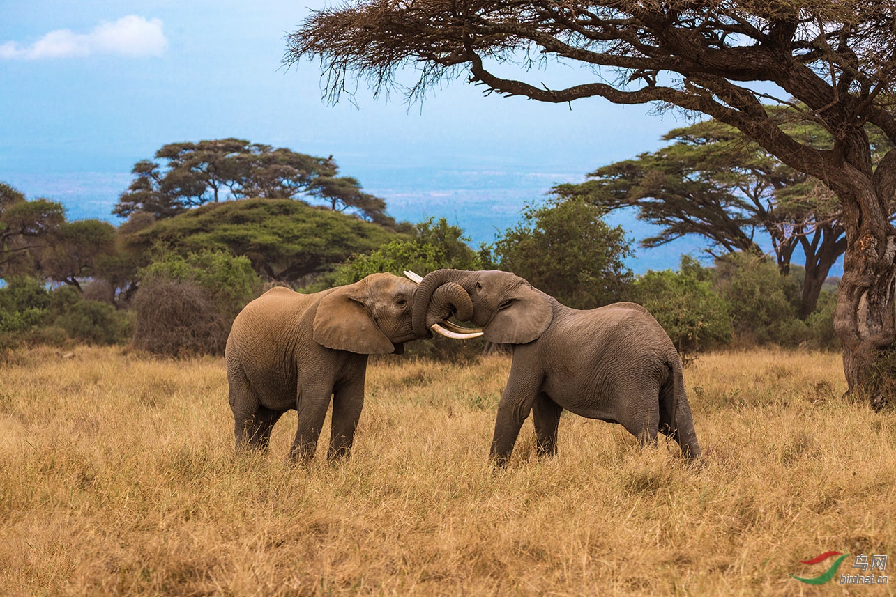 一组嬉戏的大象