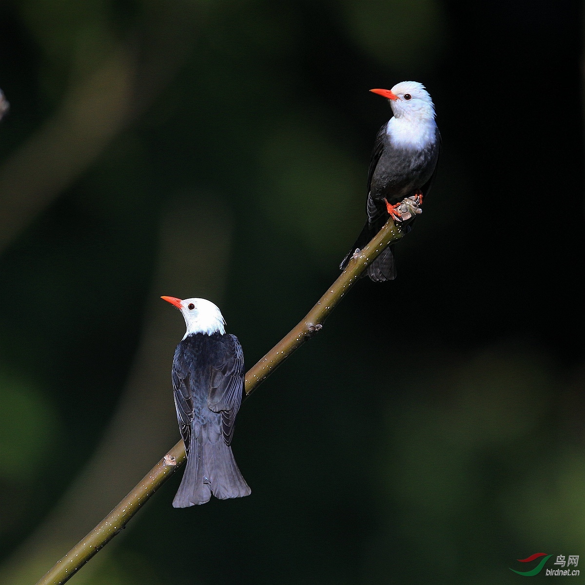 短脚黑鹎(白头型)