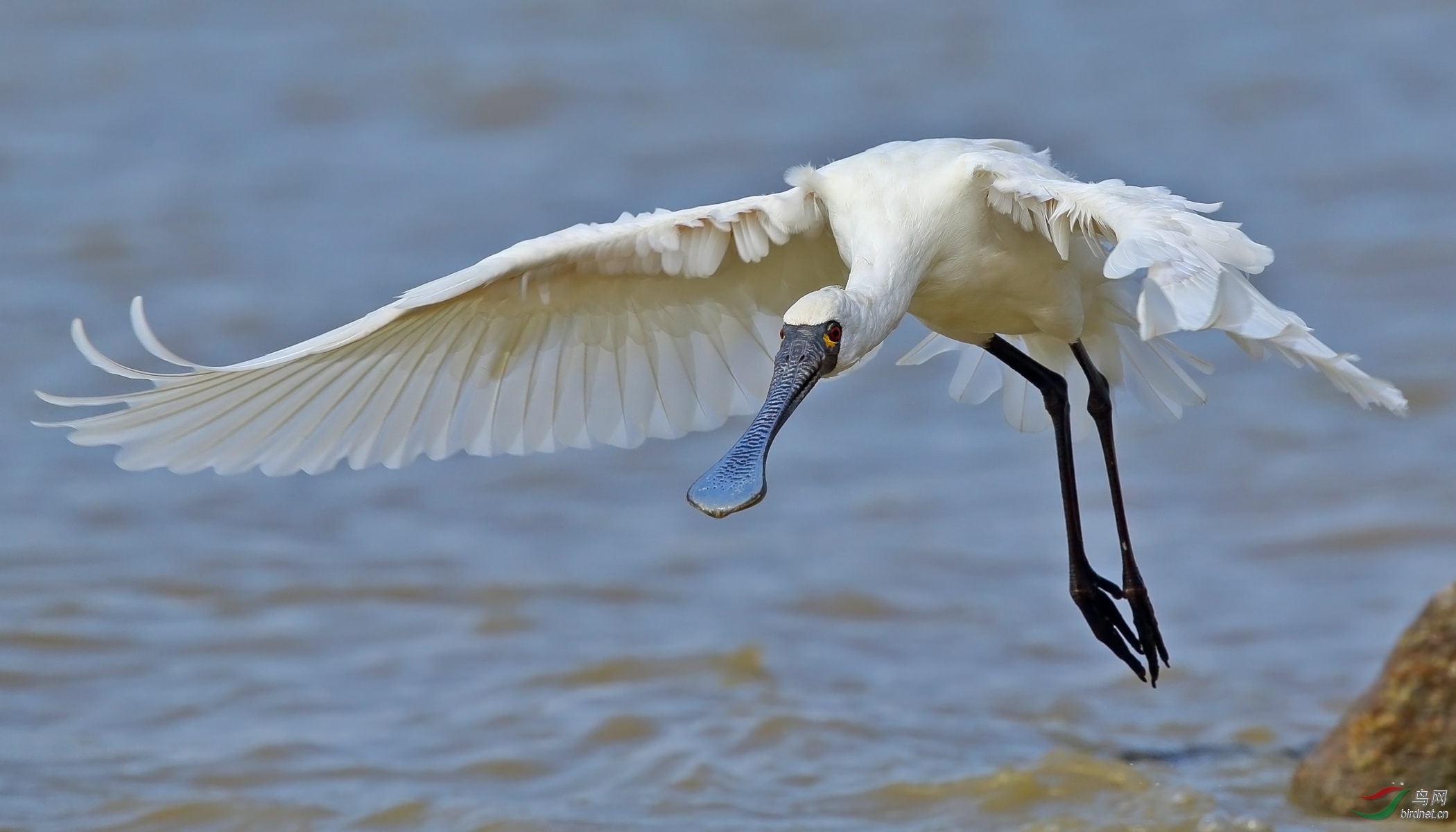 深圳湾的明星黑脸琵鹭