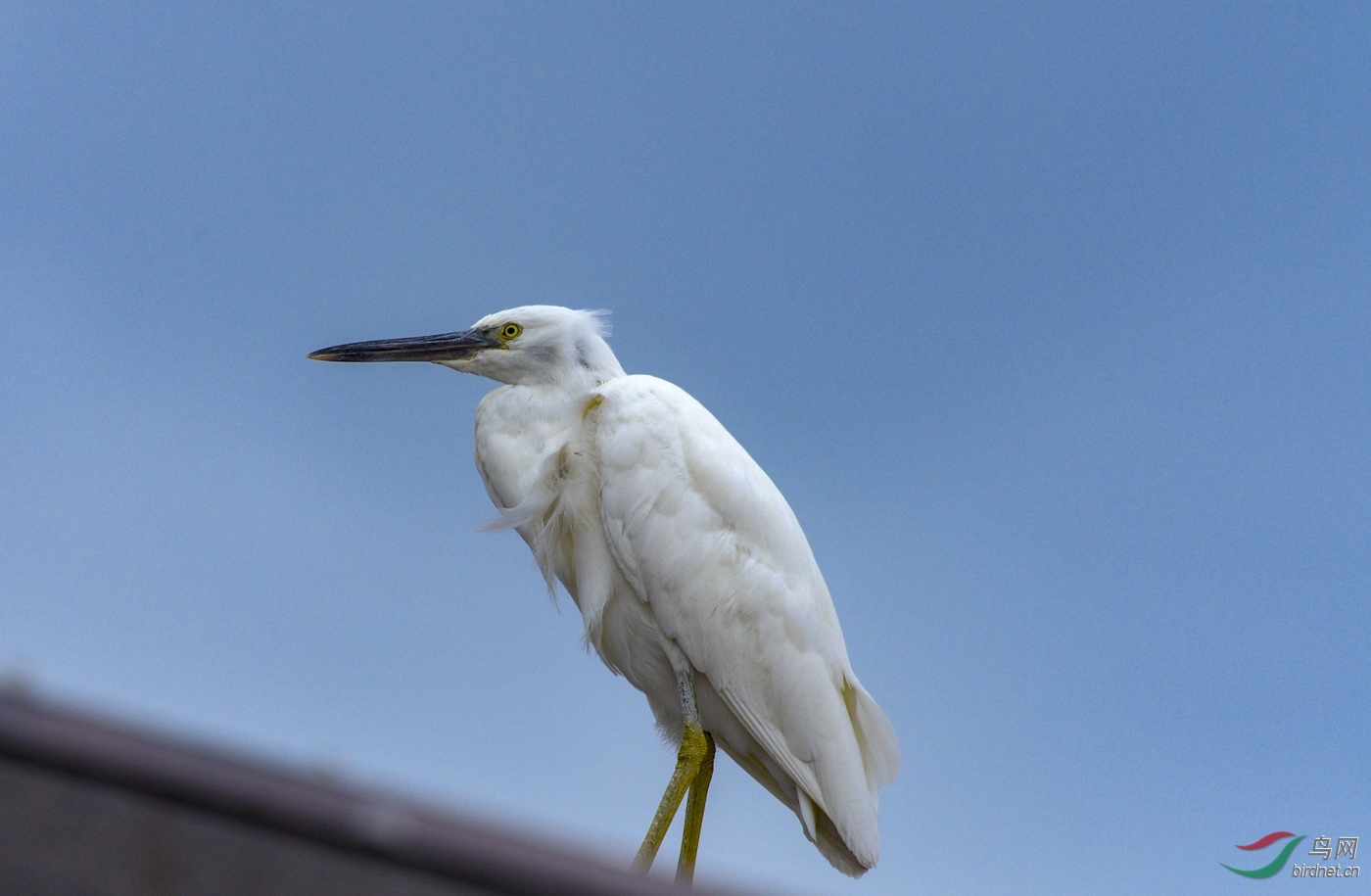 只有一只的白色的岩鹭