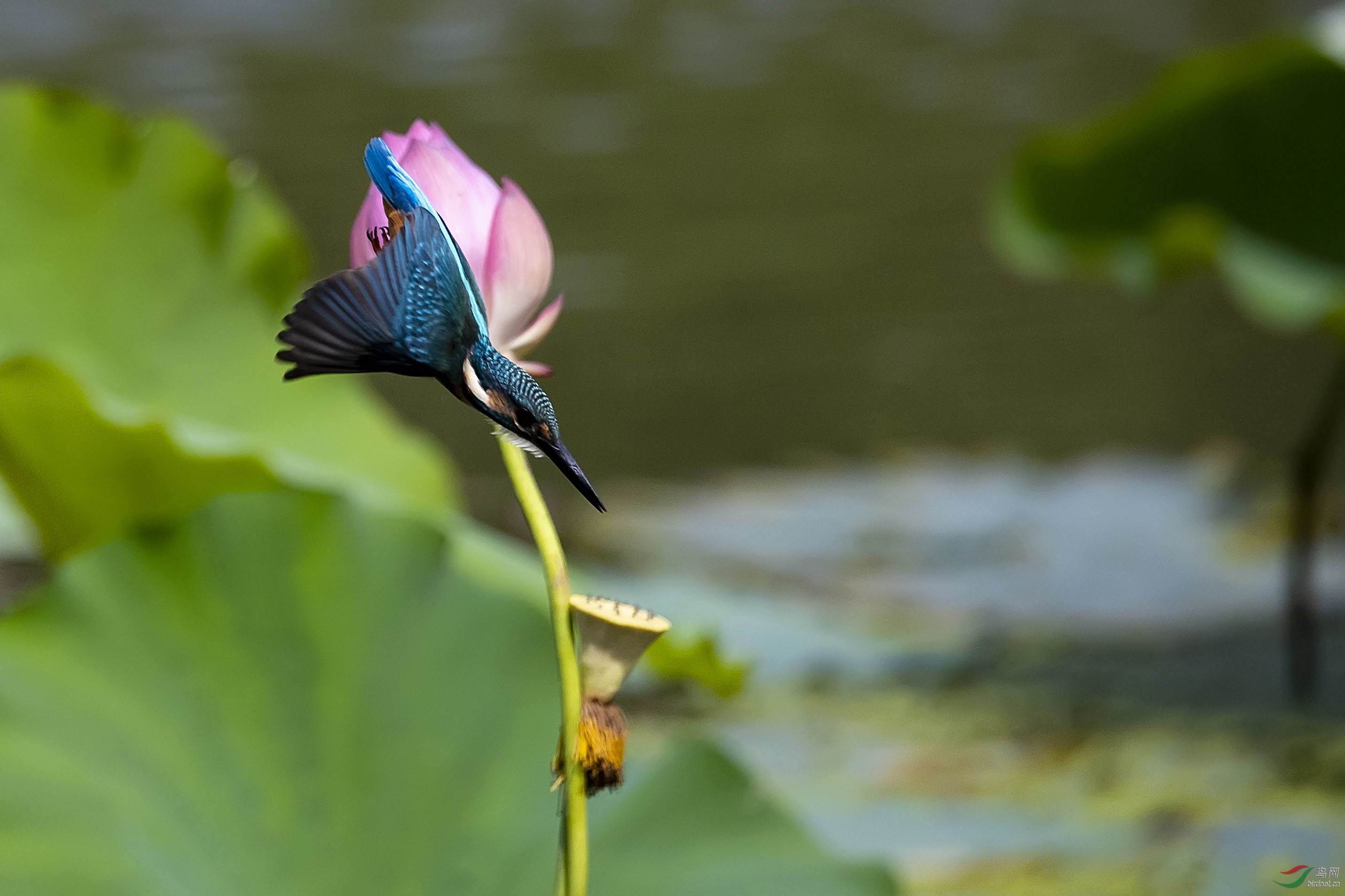 荷花与翠鸟