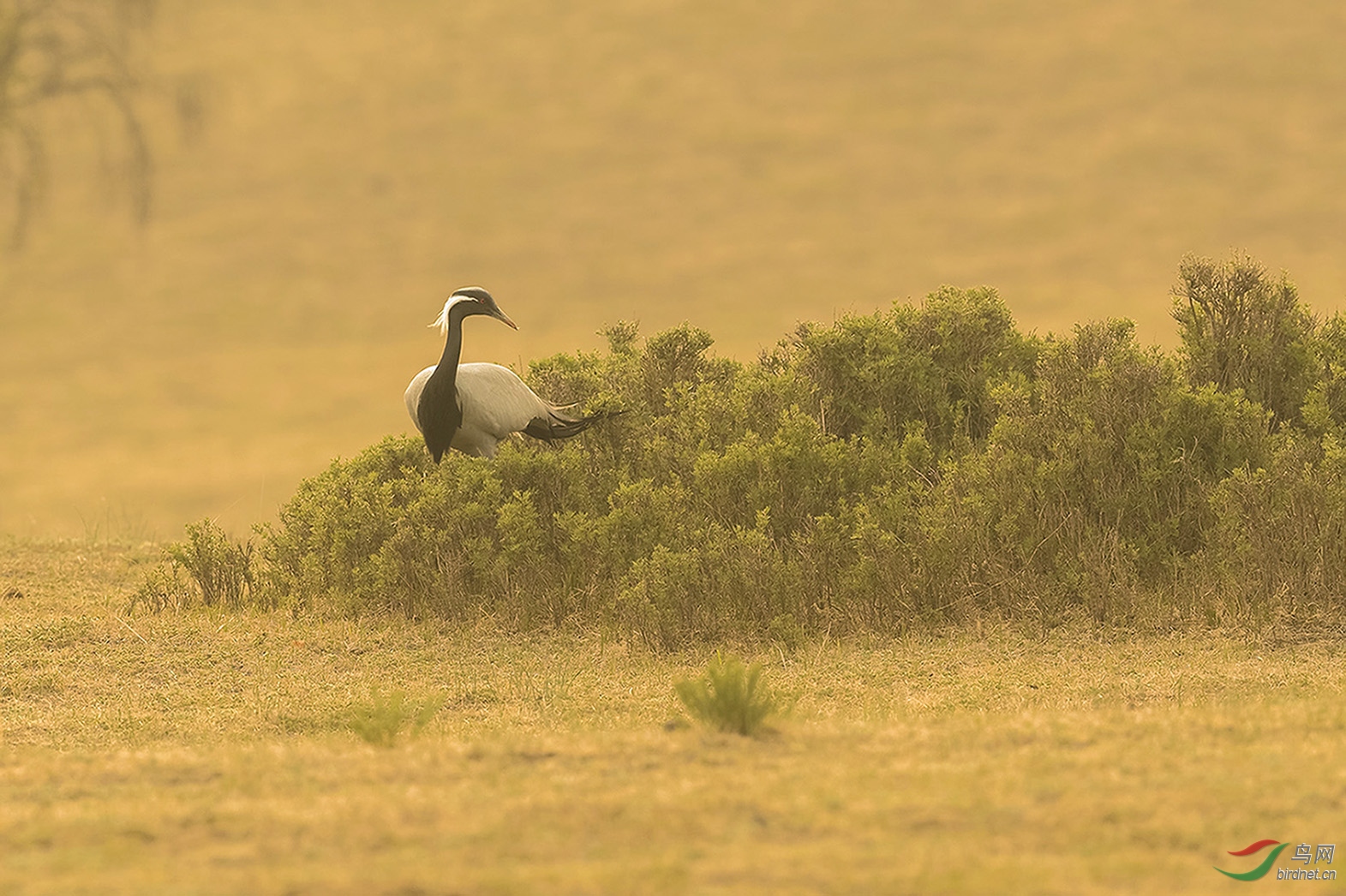 灌木丛中的蓑雨鹤