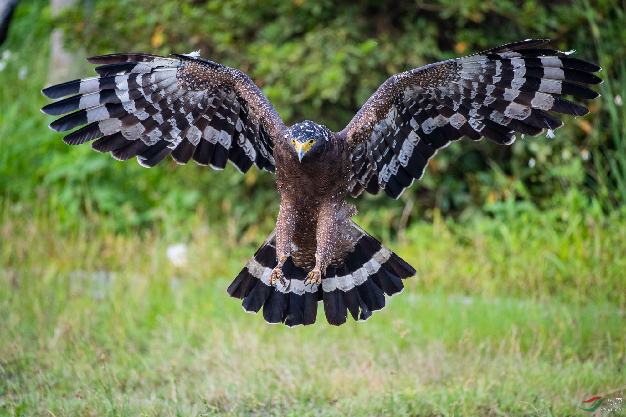 蛇雕展翅(祝贺荣获首页精华)