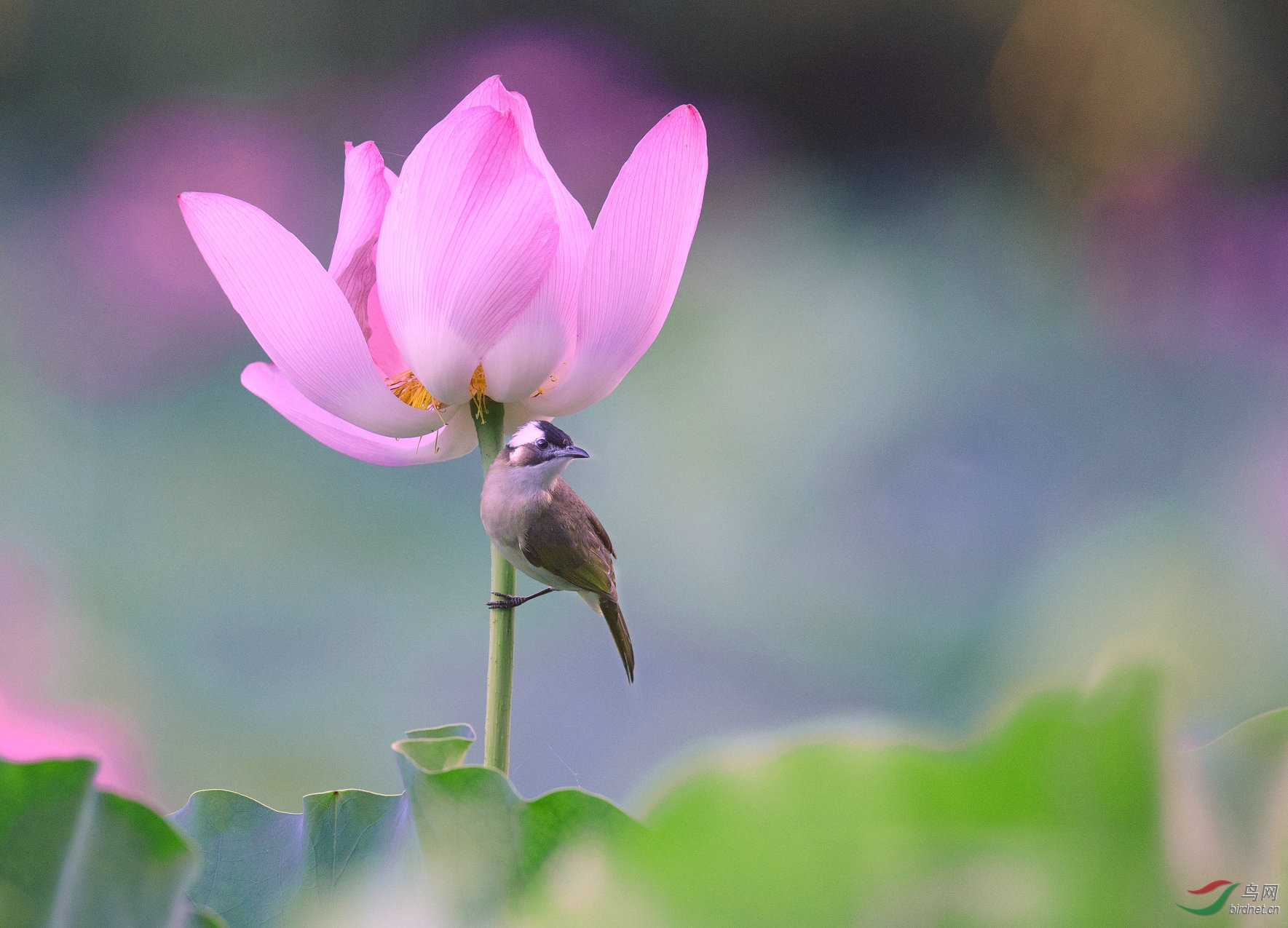 花鸟图