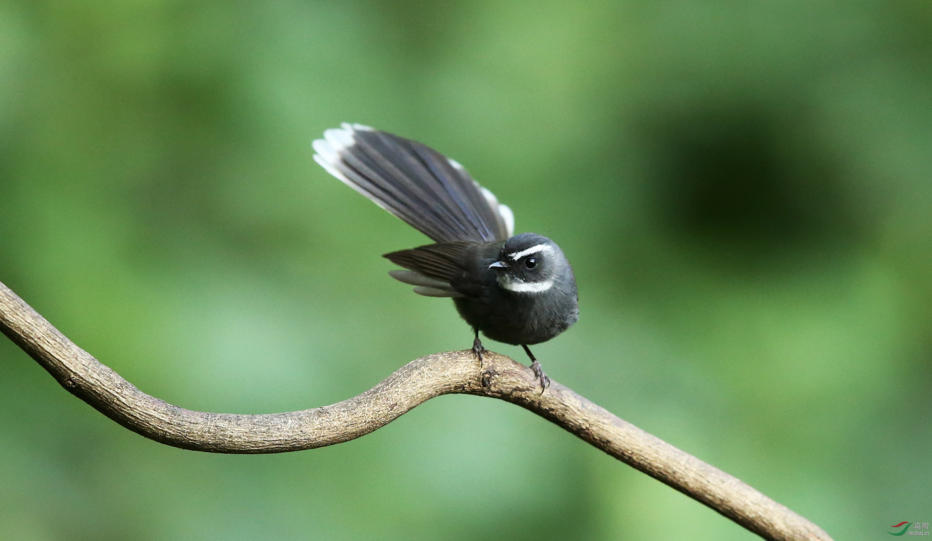 白眉扇尾鹟