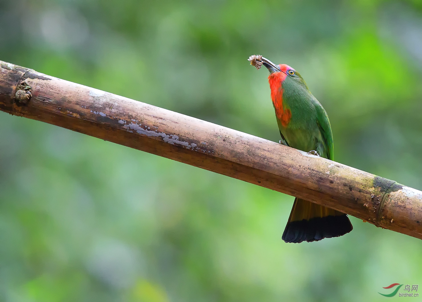 赤须夜蜂虎 — 问好鸟友 !