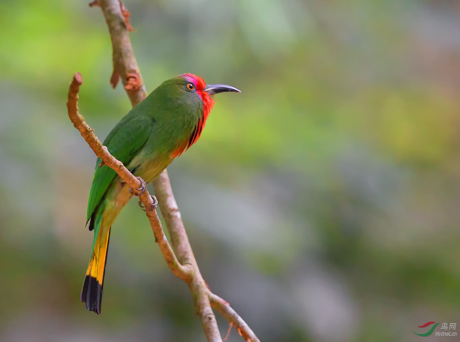 赤须夜蜂虎 — 问好鸟友 !