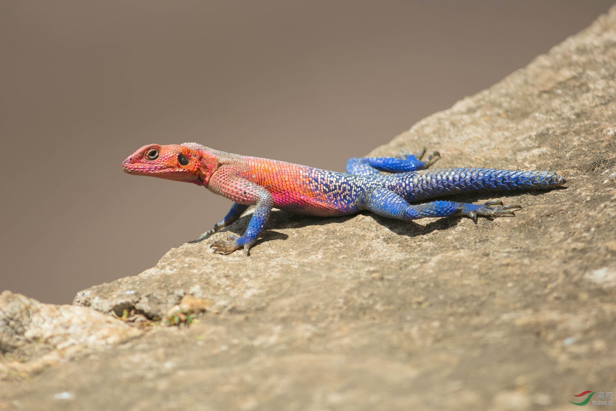 小中见大-非洲蜥蜴