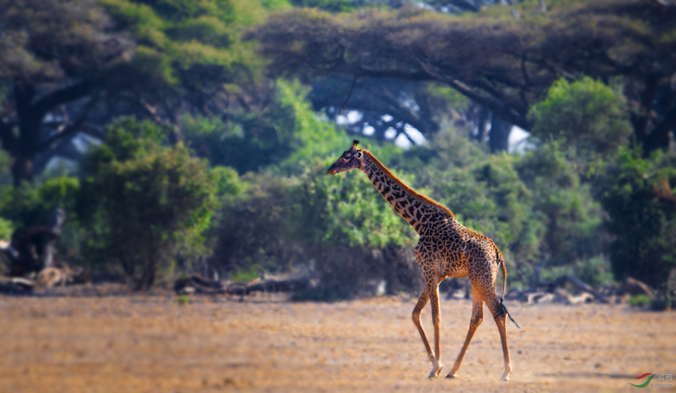 优雅的大长腿非洲长颈鹿