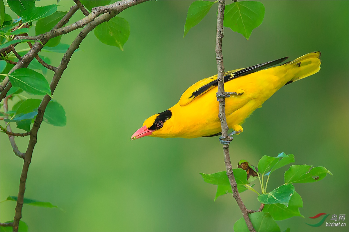 黑枕黄鹂恭贺老师佳作荣获首页精华