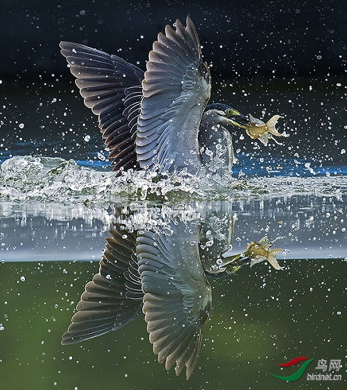 093213qmv3jpzdmz9dz9lq.jpg