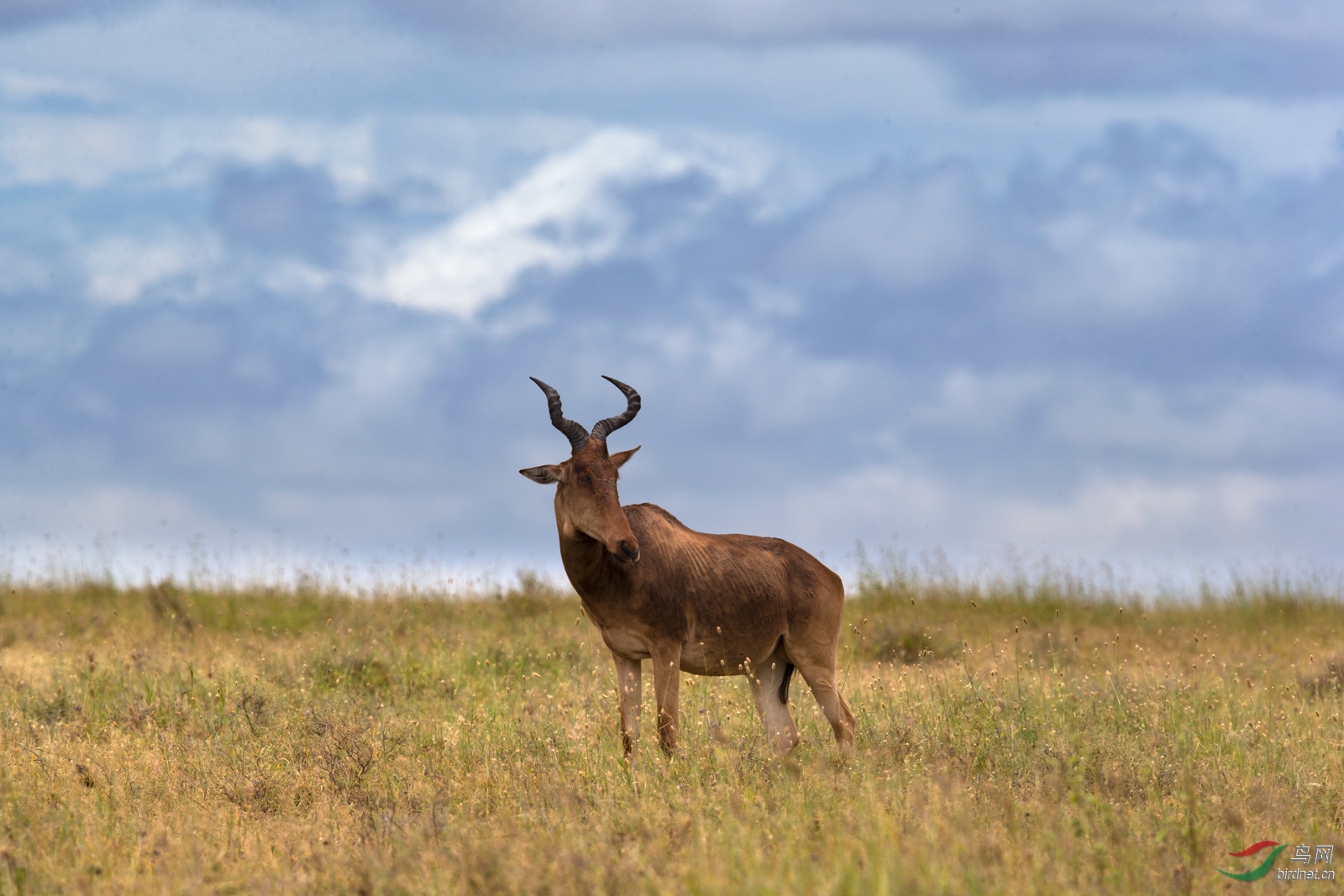 非洲大草原的转角牛羚