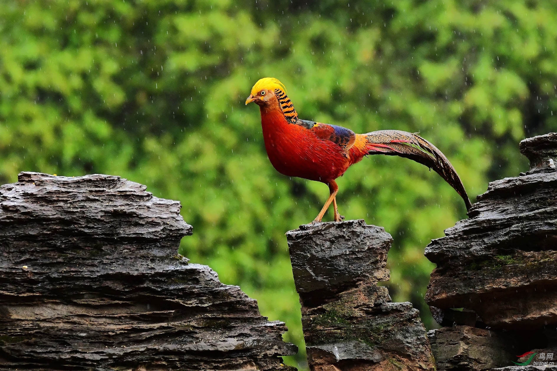 红腹锦鸡 - 云南版 yunnan 鸟网