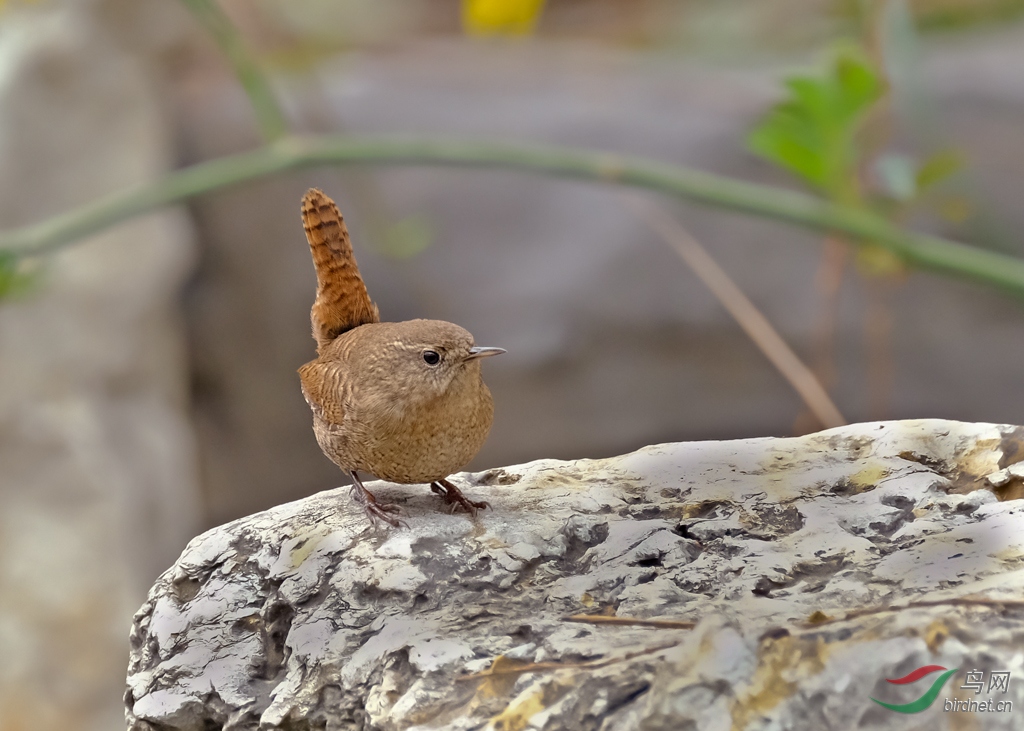 翘尾巴 【鹪鹩】