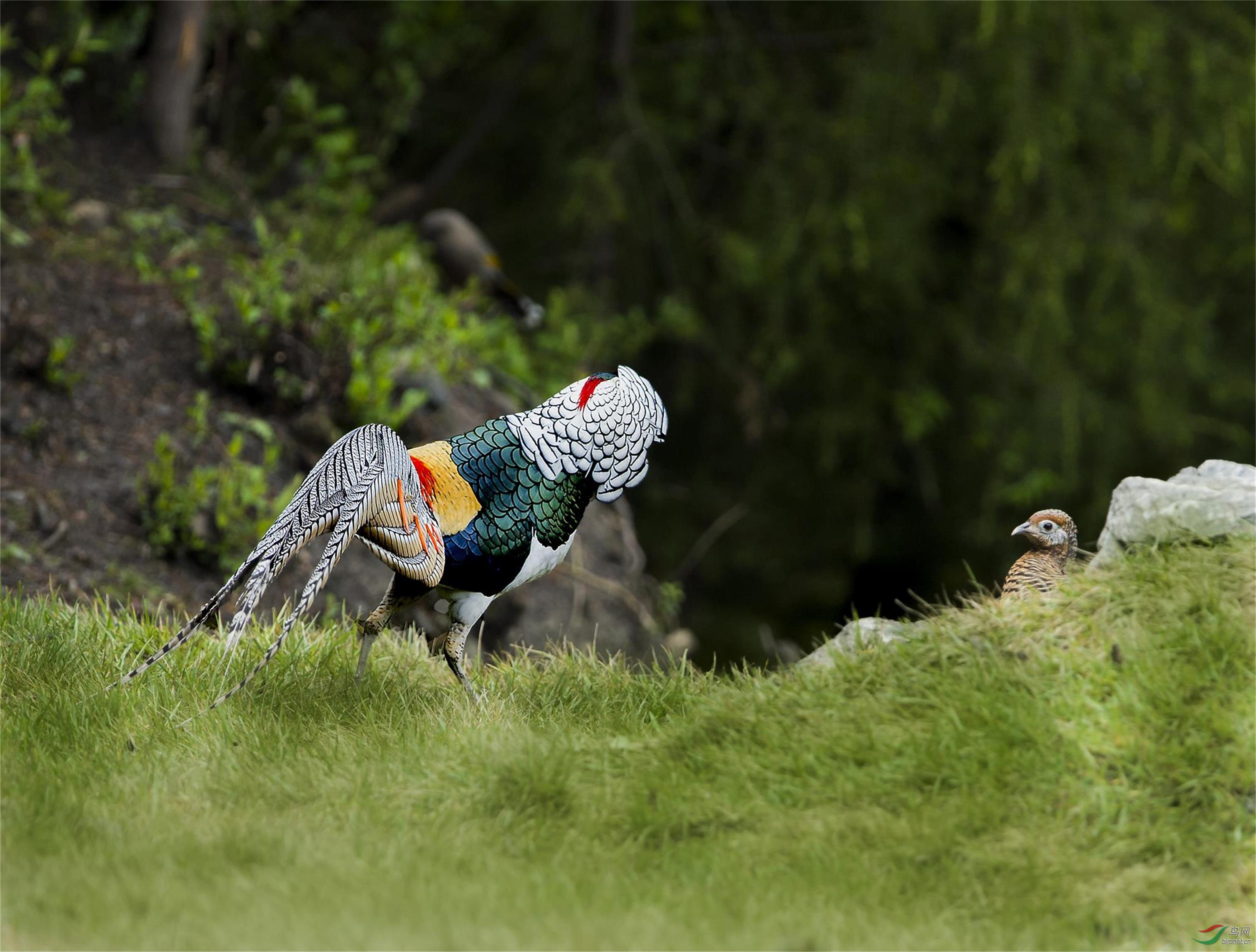 白腹锦鸡的求爱几近疯狂,公鸡见着母鸡常常一口气穷追不舍,母鸡偶