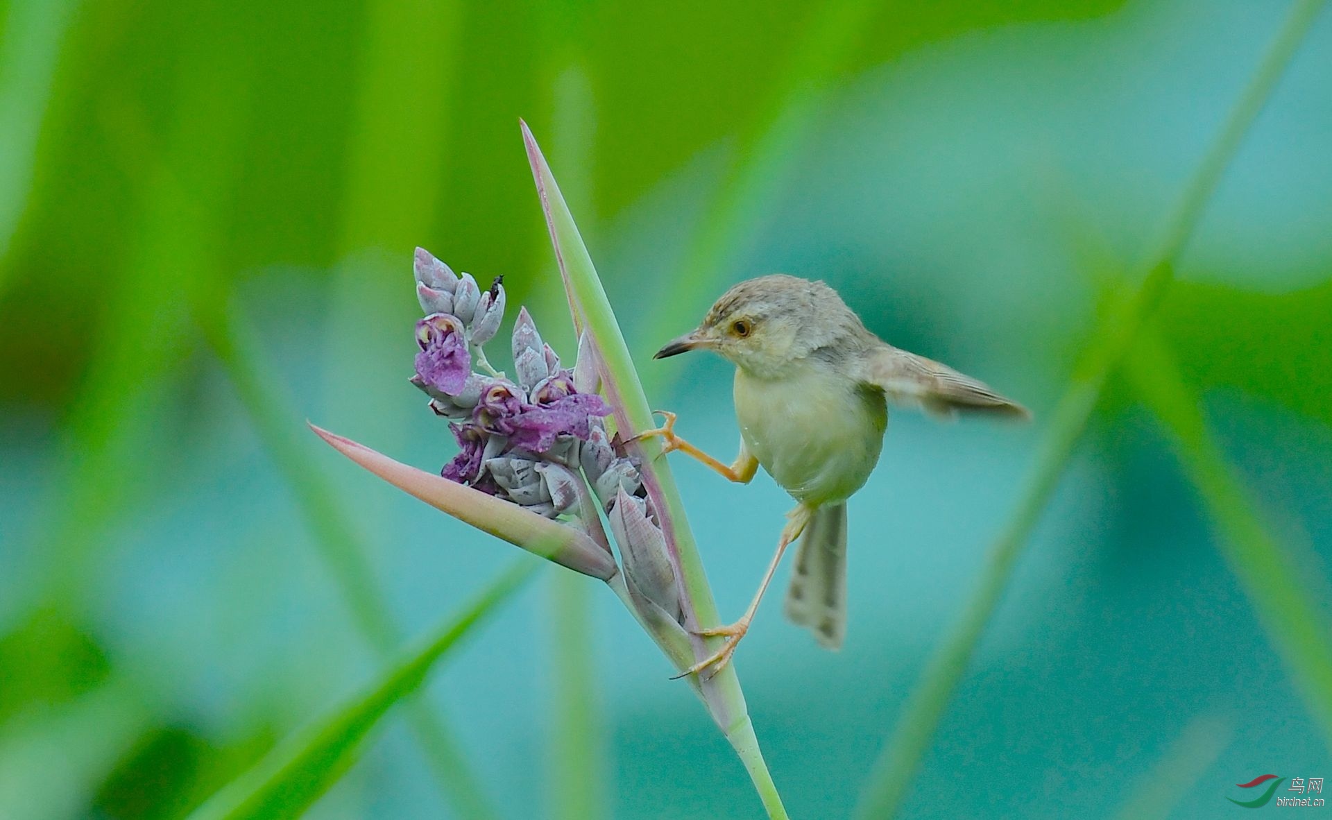 焦莺- 贵州版 guizhou 鸟网
