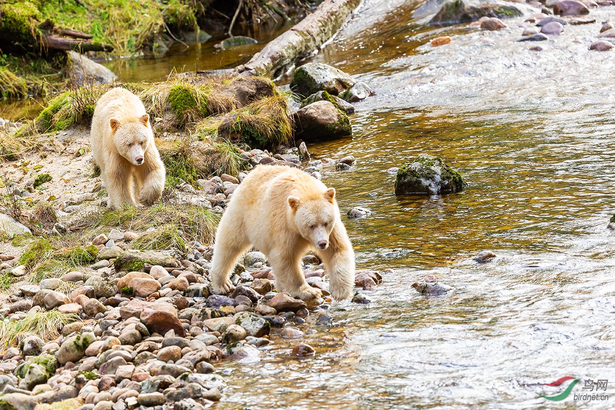 濒危物种白灵熊
