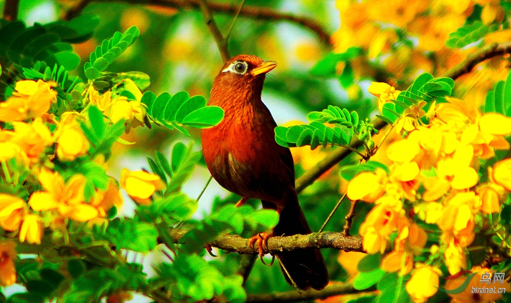 花鳥圖---畫眉