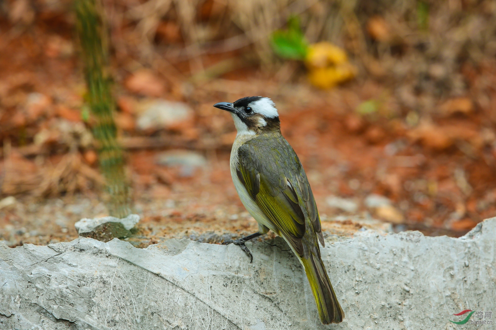 白头鹎 - 天津版 tianjin 鸟网