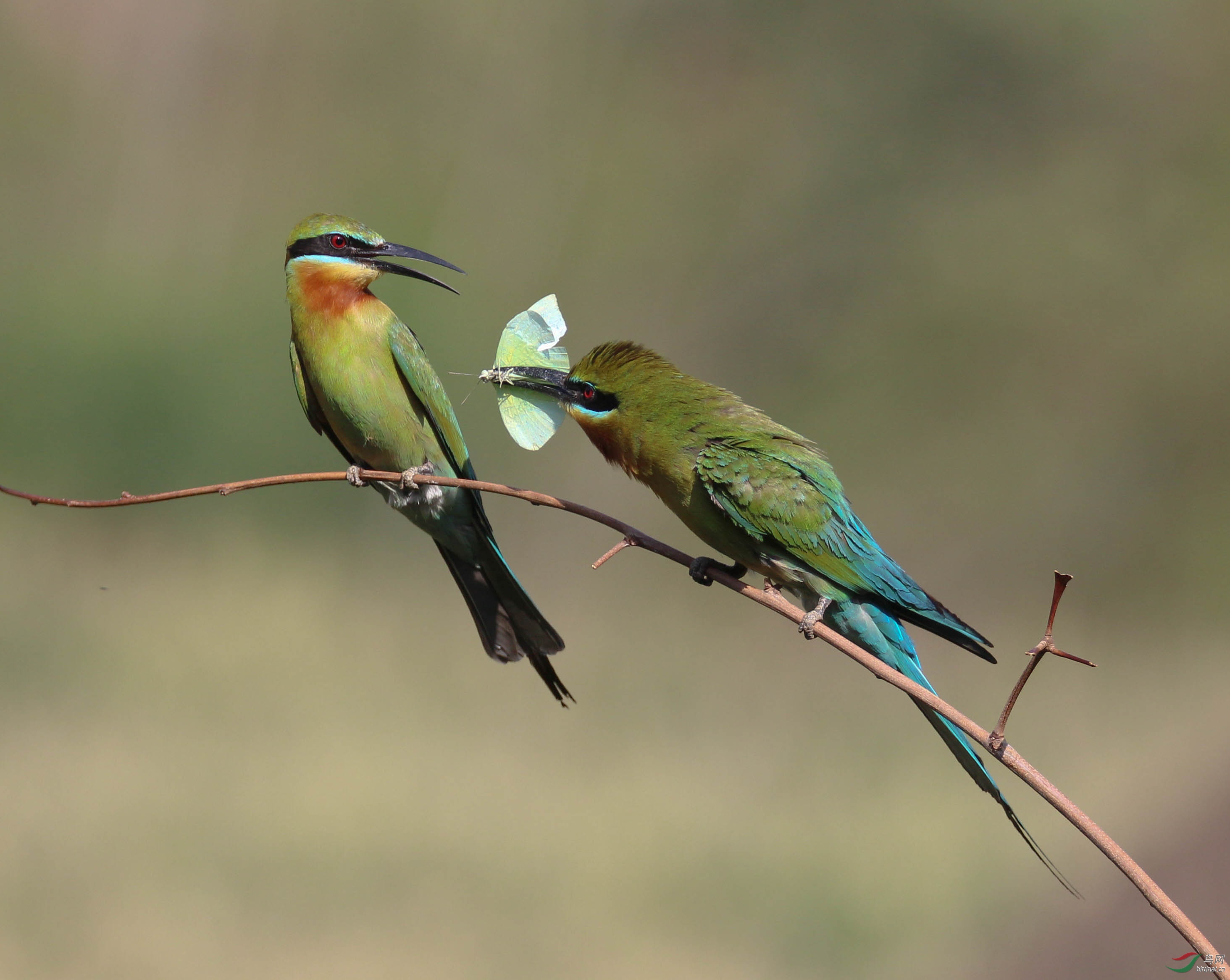 栗喉蜂虎:《献媚》
