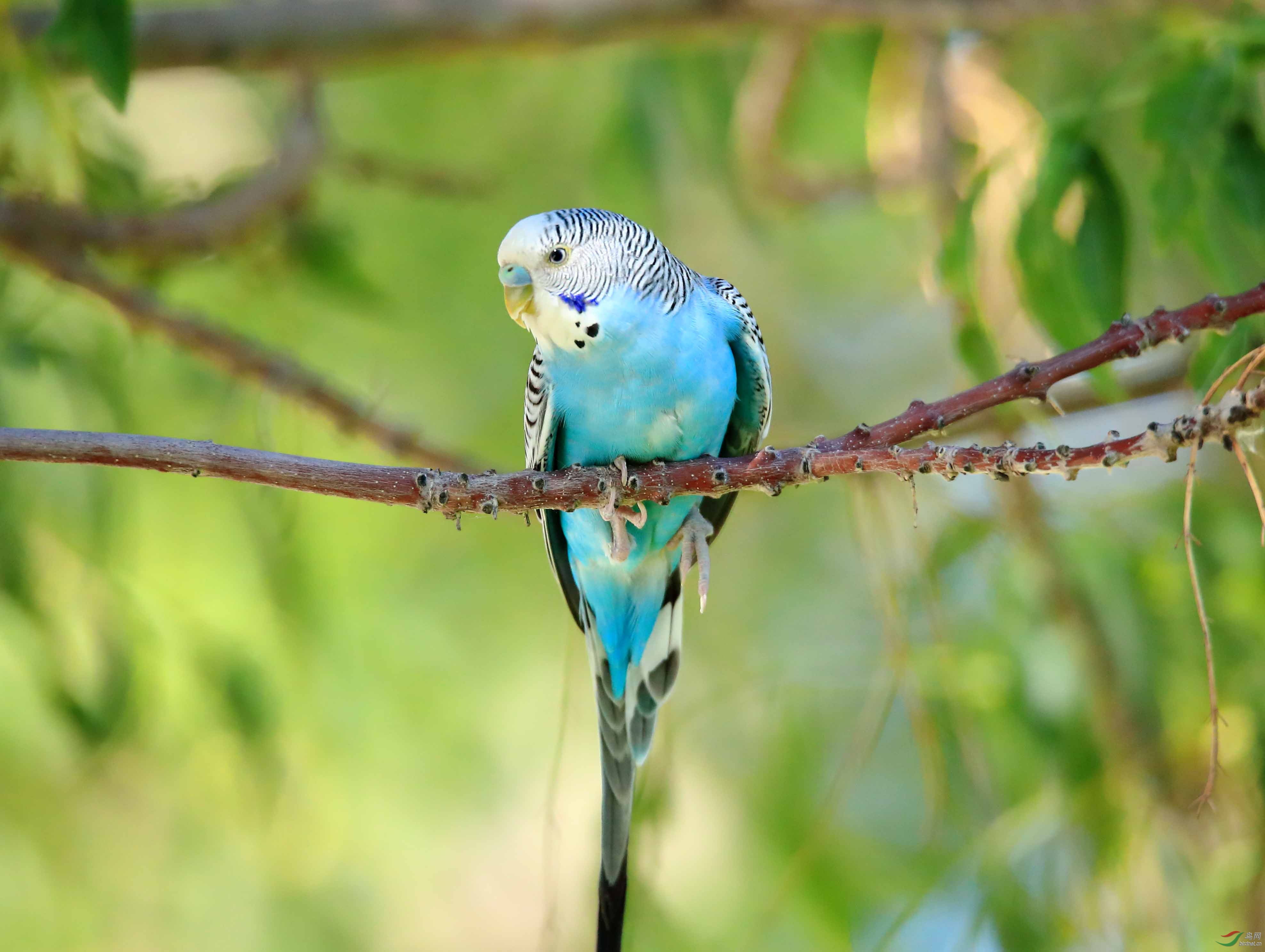 受伤的虎皮鹦鹉